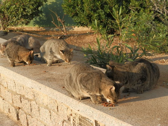 Hier noch ein paar Tierische Begleiter die am Fuße des Felsens leben