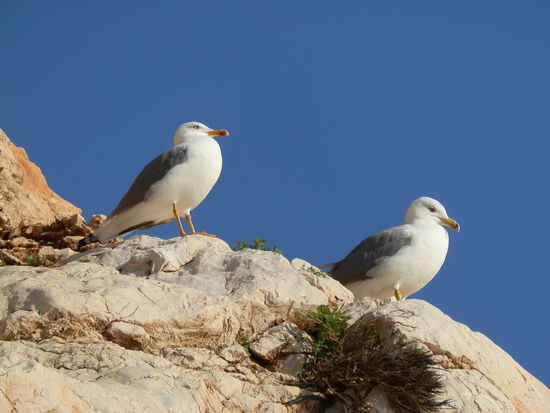 Weiter oben sind Möven zu Hause