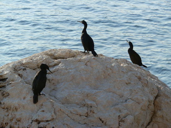 Gute Frage: Was sind das für Vögel?