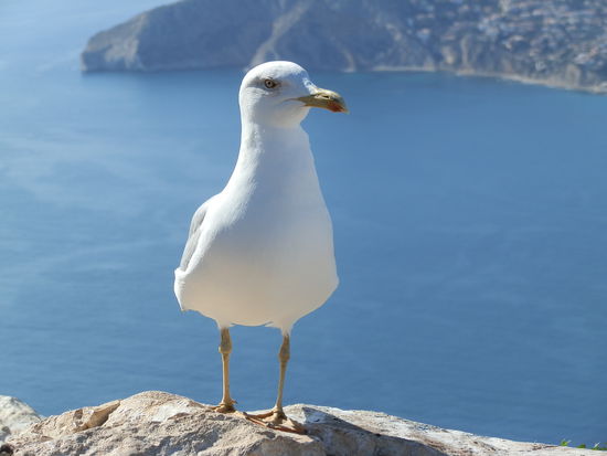 Die lieben ihn nun für die Brotmahlzeit 