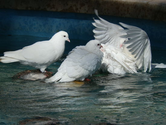 Weiße Tauben - überall 