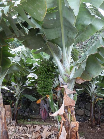 Überall, und damit meine ich wirklich überall
Fast an der gesamte Küste entlang sind riesige Bananenplantagen
Die Bananeninsel!!!