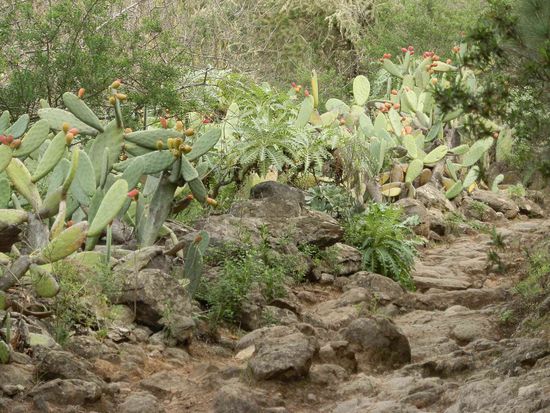 Jede Menge Kakteen und immer nur Bergab!