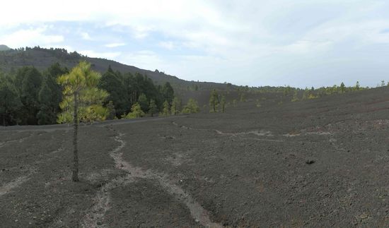 Aber wo ist denn die sogenannte Zopflava?