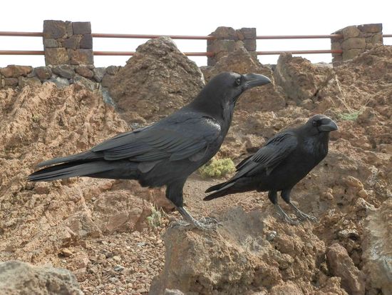 Die hatte ich schon fast vergessen