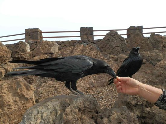 Bei unserem ersten Besuch auf dem Muchachos
Vorsicht, auf die Taschen aufpassen!!! Die wissen genau wo sie was finden