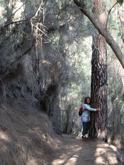 Ich liebe große Bäume 