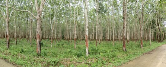 Viele Kautschukbaumplantagen sind um Krabi herum zu finden