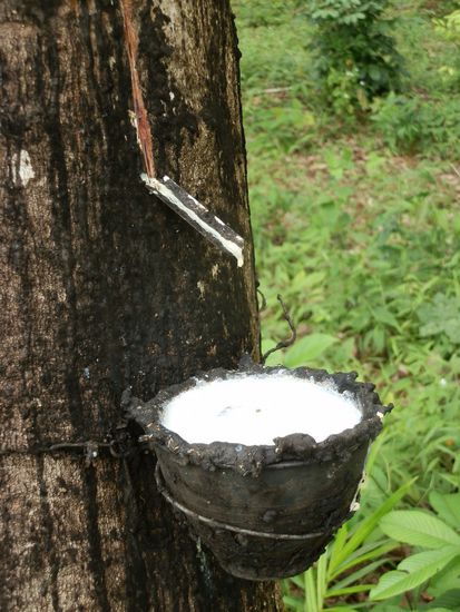 Bei uns heißen die einfach nur "Kondomtree"  