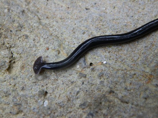 Eine Schlange?
Ne, irgendwas anderes - war nur Stopfnadel groß 