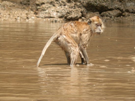 -&gt; Affen vorbei!!!