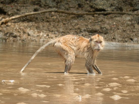Die fangen Fische?
Nie zuvor hatte ich gehört oder gesehen dass Affen fischen!