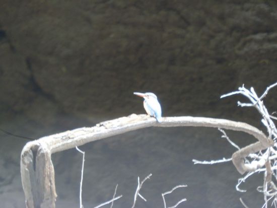 Es ist nicht so einfach diesen Gefährten zu erwischen
Ein Kingfischer - vom allerschönsten blau - leider nicht so gut zu sehen