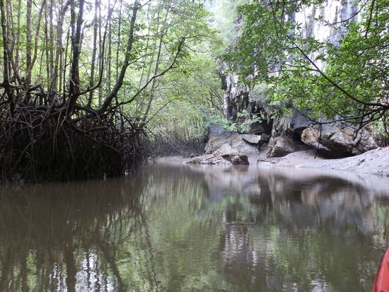 Am Ende wo wir auch schon fast umdrehen müssen machen sich Mangroven auf