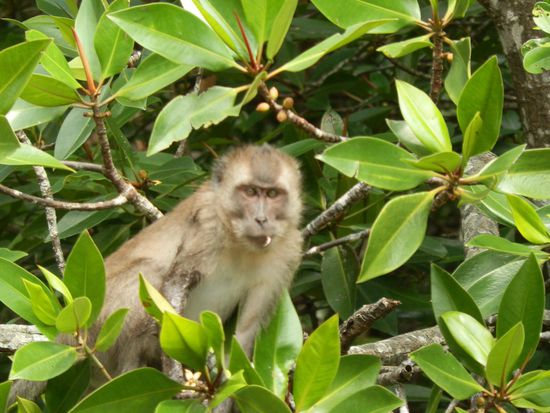 Die sind hier überall und sind auch nicht zu überhören