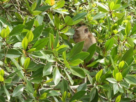 Wir schauen ihnen gerne zu