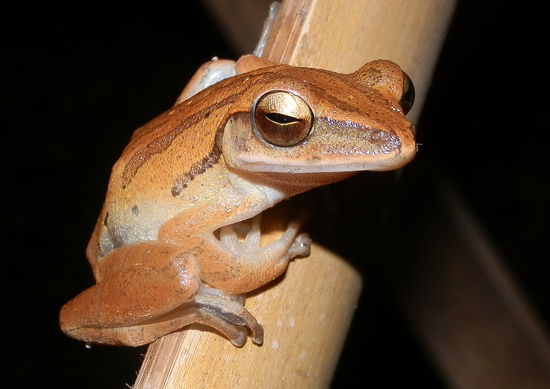 Danach auf unserer Terasse - wollte sich doch unter unserem Tisch verstecken