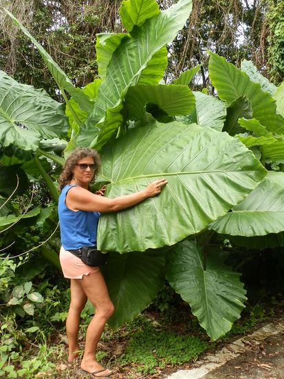 Vorm Park gigantische Pflanzenwelt