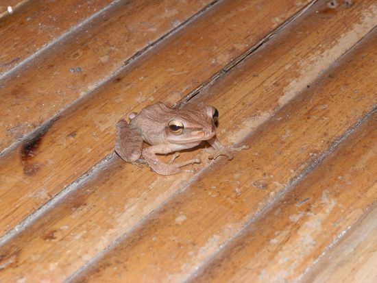 Einen Mitbewohner haben wir irgendwie immer 
Darf ich vorstellen - Froschi - 