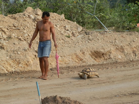 Die letzten Kilometer Richtung Norden gab es nur noch eine Strasse, die noch eine werden soll
Hier hat man etwas andere Haustiere - "gassi" gehen! 