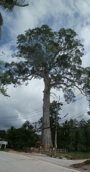 An der Strasse Richtung Osten steht dieser wundervolle Riese 
Kann man mich da erkennen ?