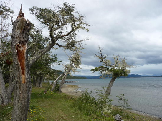 Flechtenbewachsene Bäume...