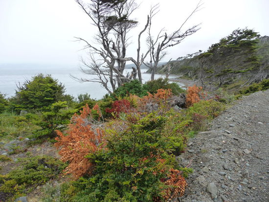 Landschaft mit windschief gewachsenen Bäumen