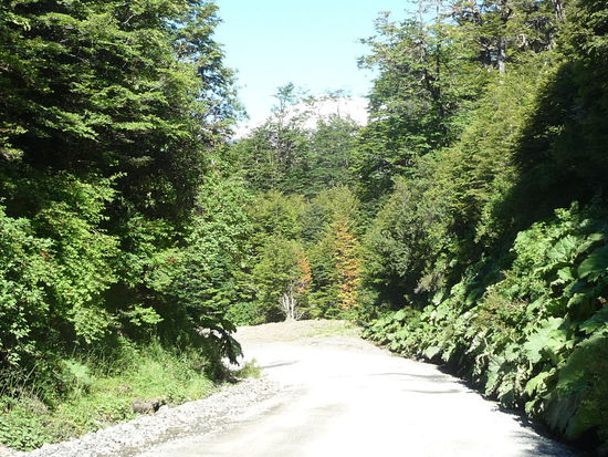 Vegetation neben der Carretera