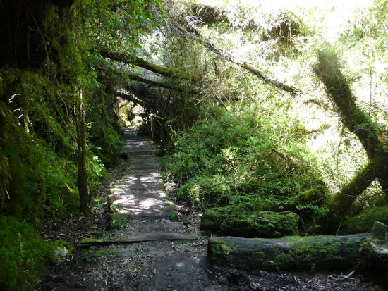 überbordende Vegetation