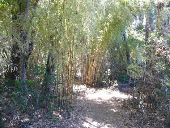 angenehm schattige Wanderwege dank Bambussträuchern...