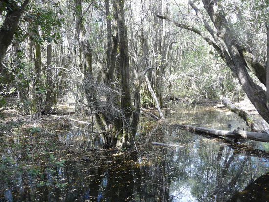 Mangrovensumpf im Natioalpark beim Lago Puelo