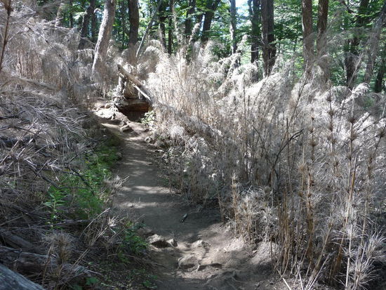 Auch der Bambus litt unter der Hitze...