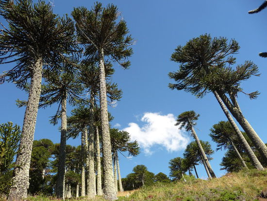 wunderschöne Aurakarien in der ganzen Region