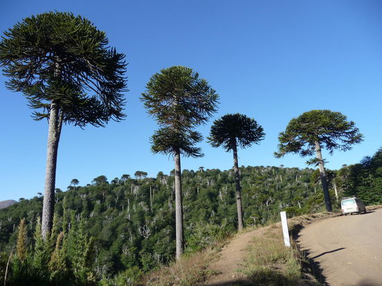 Tolle Aurakarien-Wälder