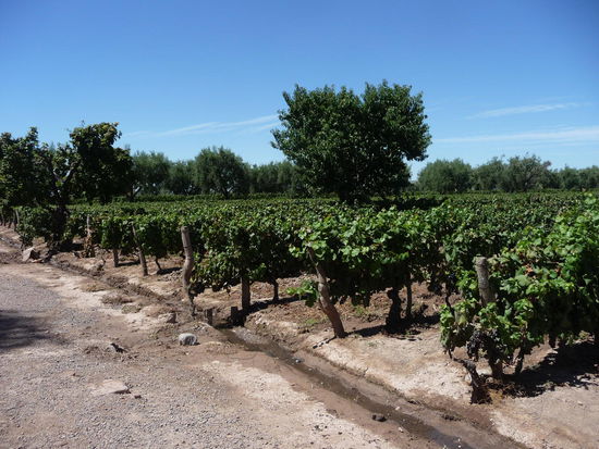 Auf der Weintour in Lujan...