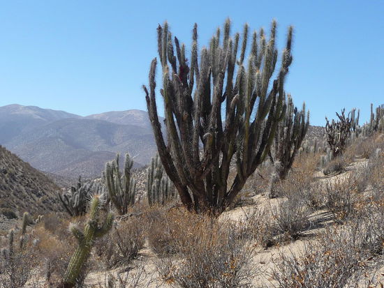 bei den Kakteen angekommen