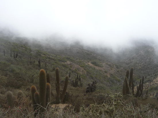 wo sich der Kaktus neben anderen Pflanzen wächst