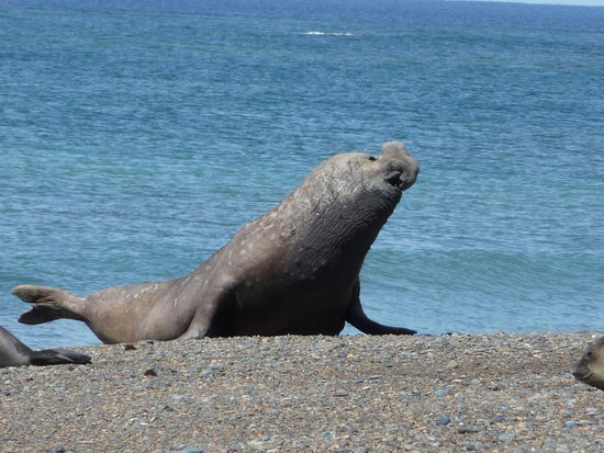 männlicher See-Elefant