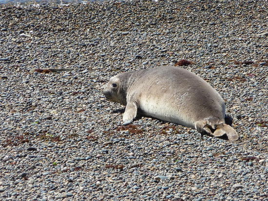weiblicher See-Elefant