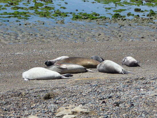 schlafende See-Elefanten