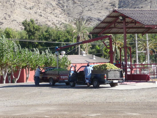 Anlieferung der Trauben