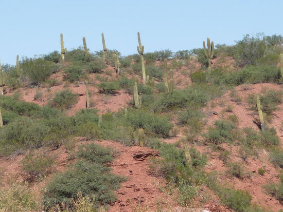 hat es viele Kakteen...