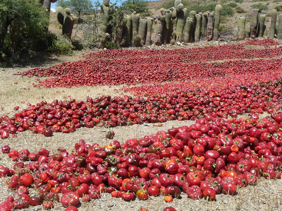 Paprikas beim Sonnentrocknen