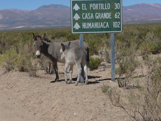 auf dieser Höhe leben wilde Esel....
