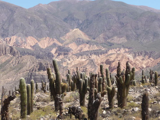 Kakteen und Berge prägen diese Gegend