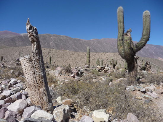 2 Kakteen bei Tilcara