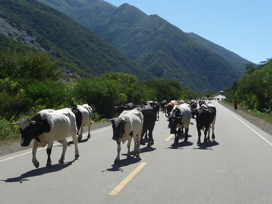öffters auch vierbeinige Verkehrsteilnehmer