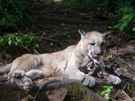 endlich ein Puma gesehen....