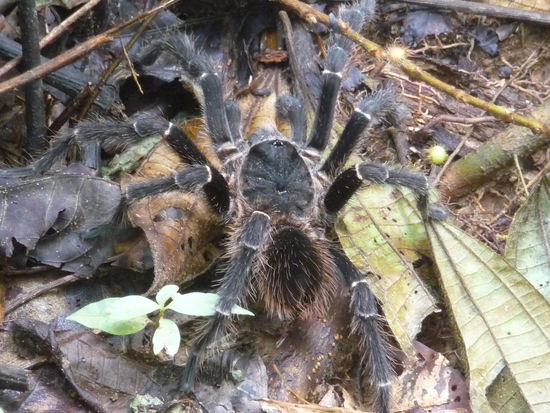 und eine Riesenspinne...