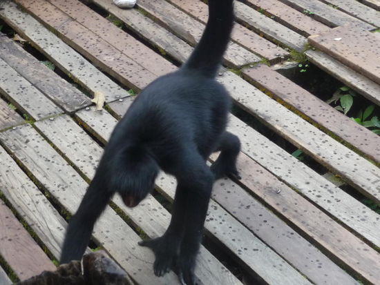 doch die Affen sind lustiger....